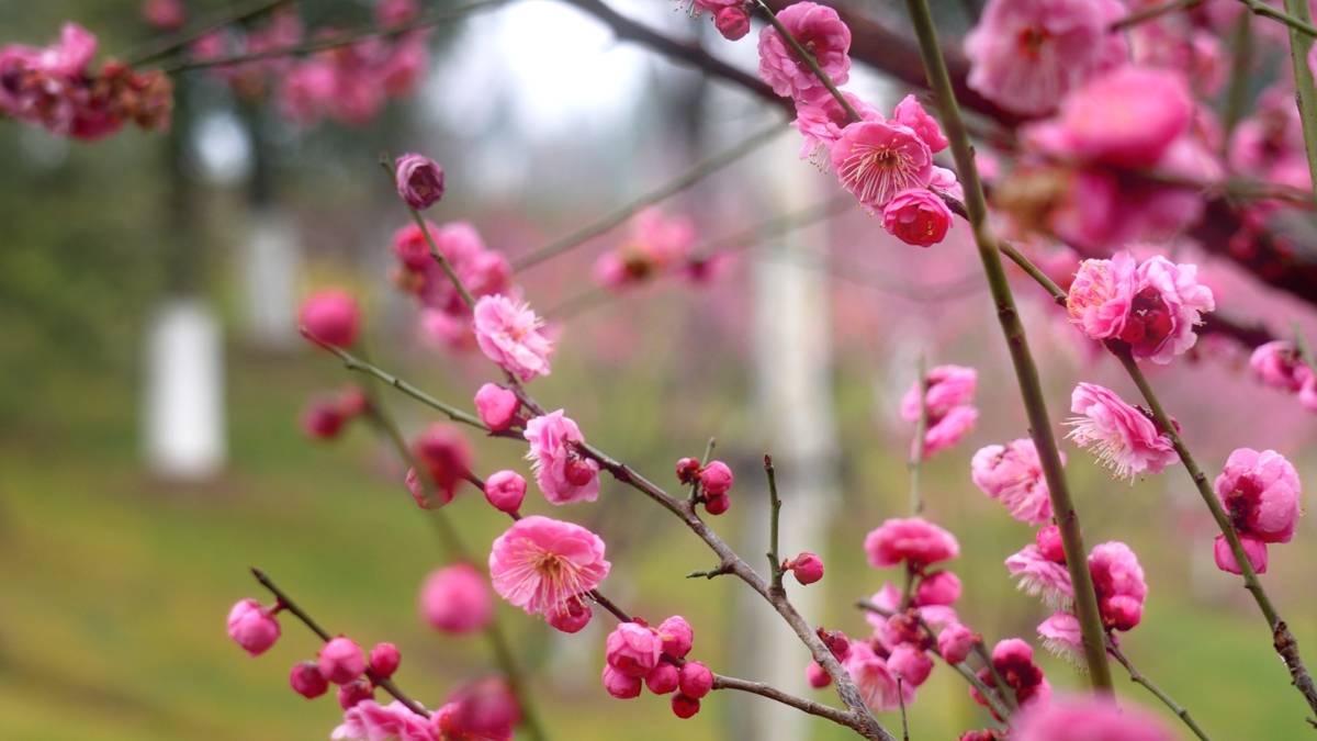 静帧 2026-02-07 082257_1.21.1.jpg