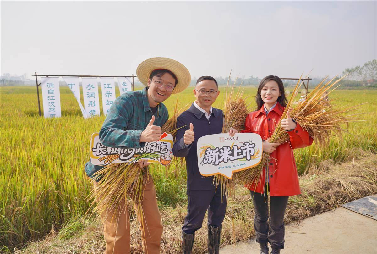 江汉大米迎来丰收季 摄影：宋枕涛.jpg