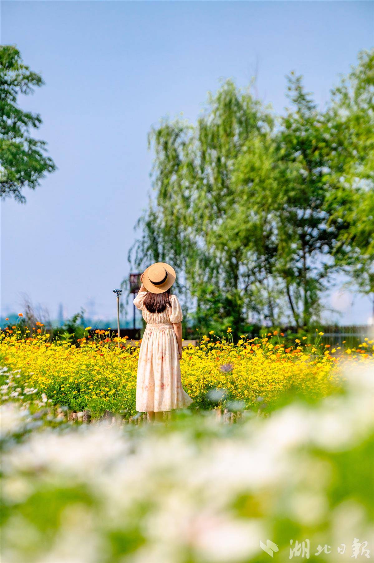 硫华菊 周江涛 摄