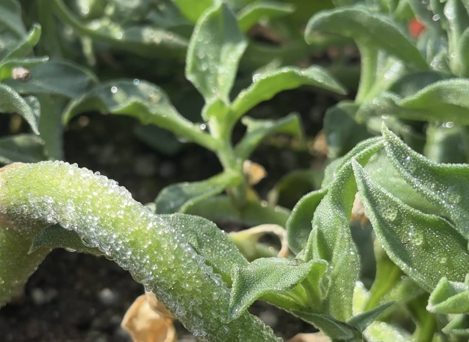 冰草的茎和叶片长有奇特的“冰晶”（记者 陈莉霖 摄）