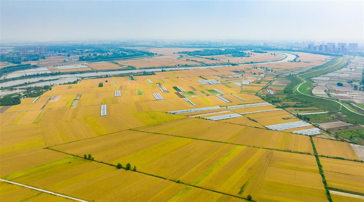 金色麦田美如画