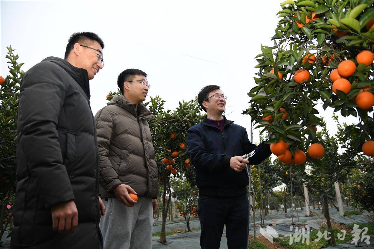 徐强教授与学生在华中农业大学基地的果园里(通讯员徐行摄)