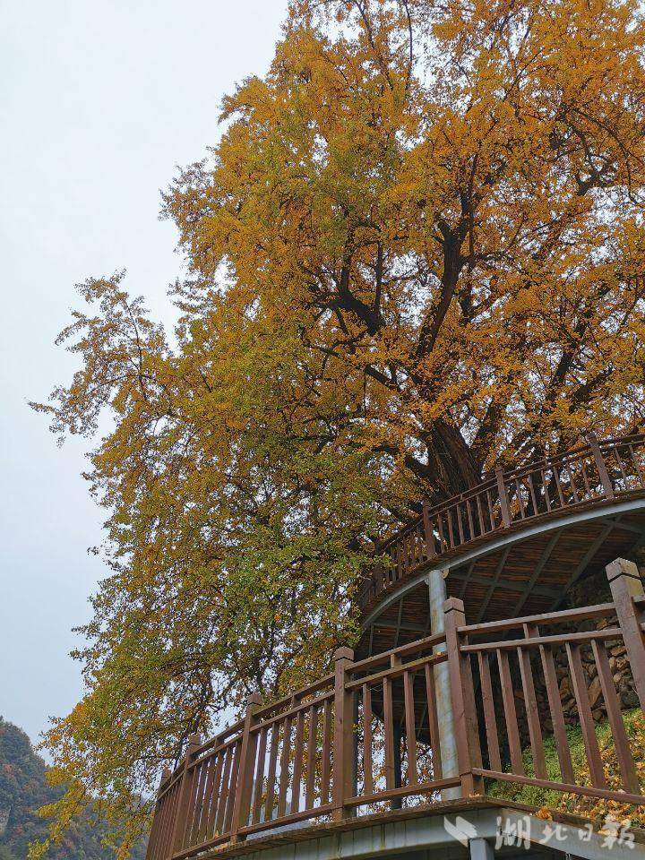 大川镇千年古树群:岁月守望者 绵延千年的传奇