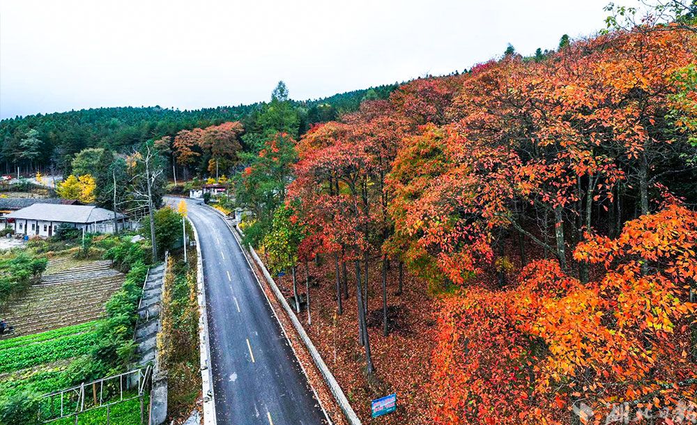 组图|巴东:野三关森林花海醉美秋色惊艳来袭! - 湖北日报新闻客户端