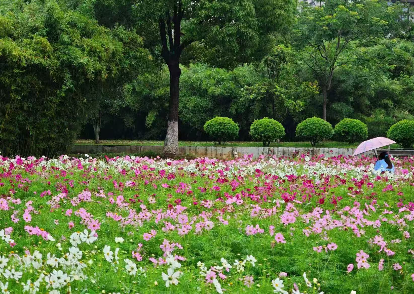 夏日花海盛放 光谷公园共绘绚丽画卷