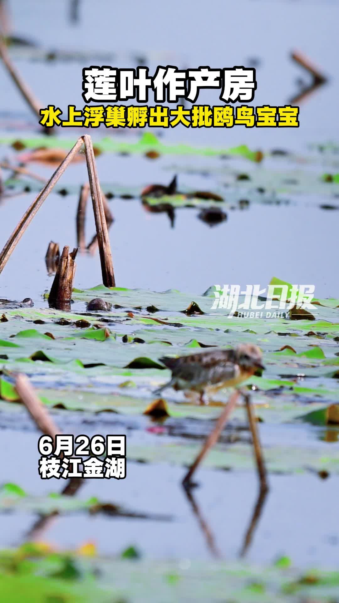 莲叶作产房！枝江金湖满湖须浮鸥上演夏日育雏记
