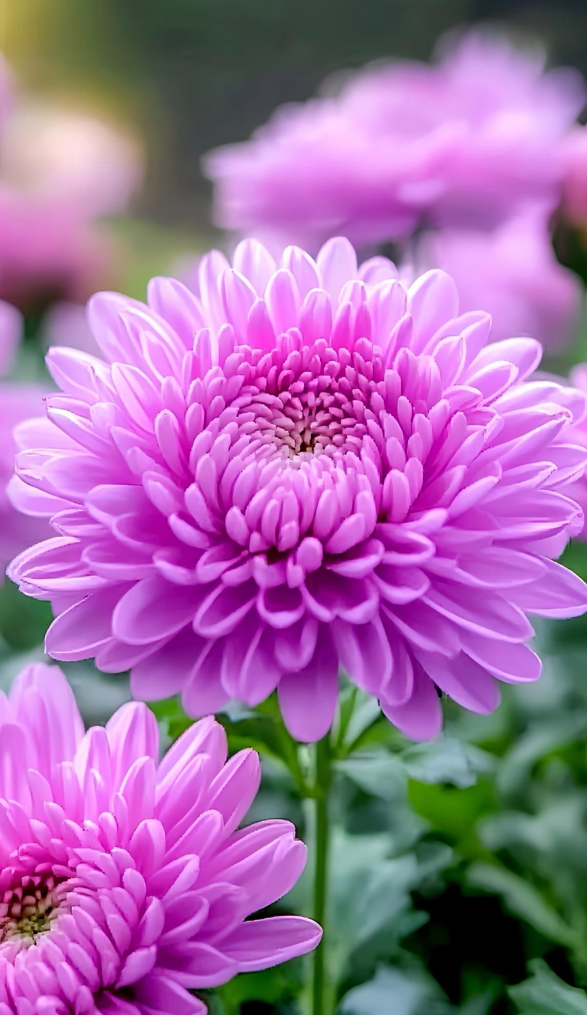 武陵秋菊