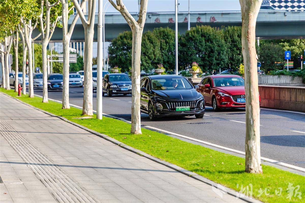 楚汉路绿化带.jpg 楚汉路绿化带.jpg