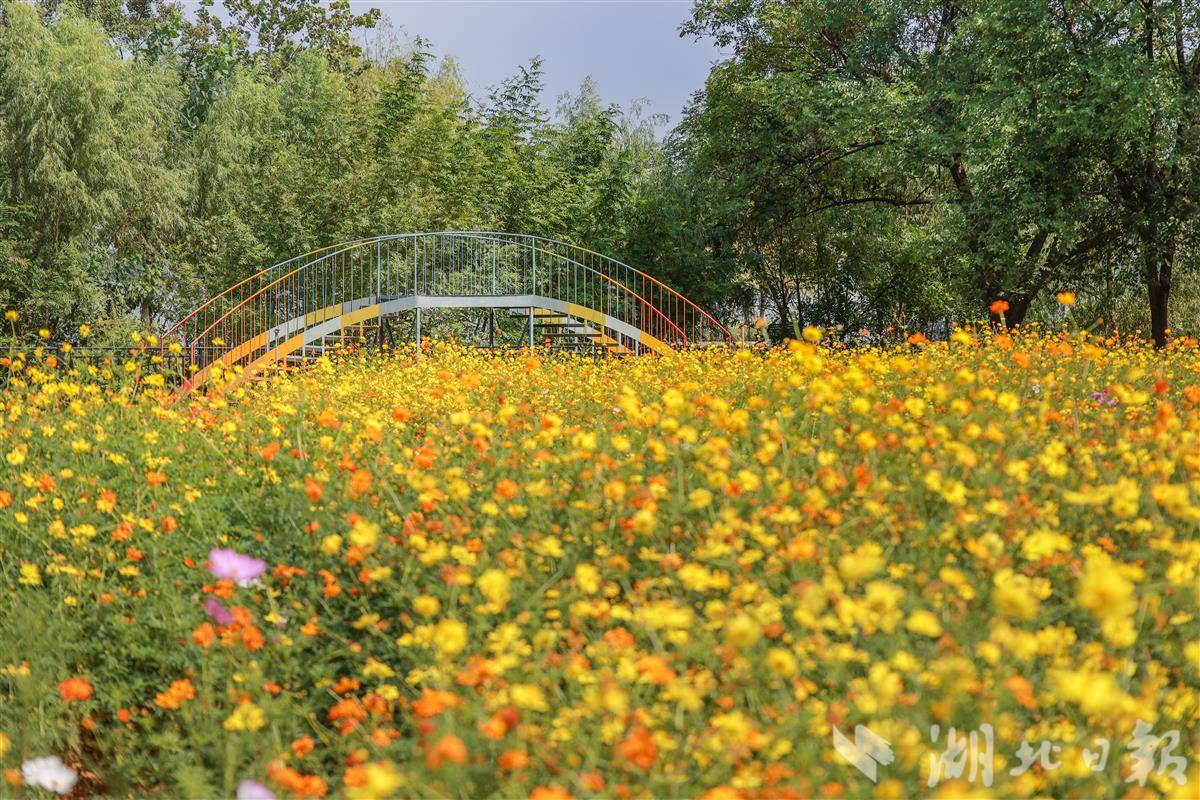 硫华菊 嘉芮摄摄  (3).jpg