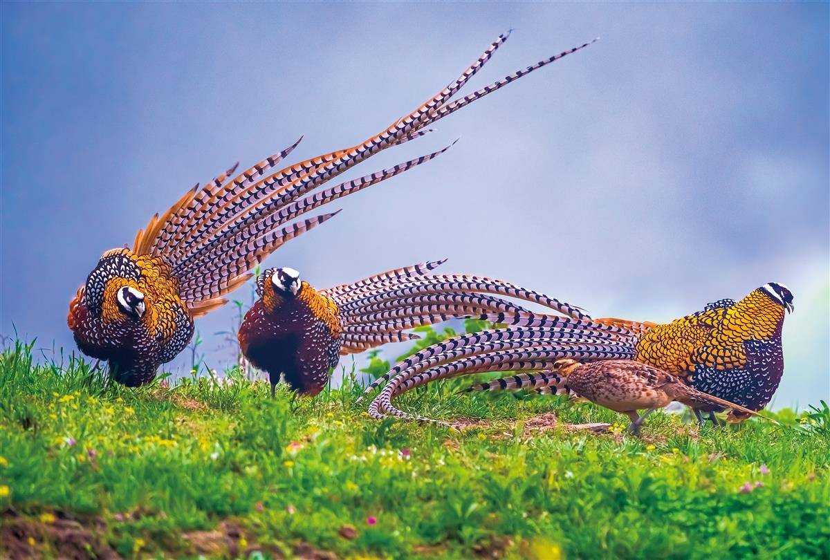 董寨国家自然保护区内，白冠长尾雉出没。（罗山县委宣传部供图）