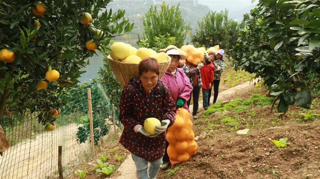 巴东夫妻拓荒种金果，9年承包费一次付 - 湖北日报新闻客户端