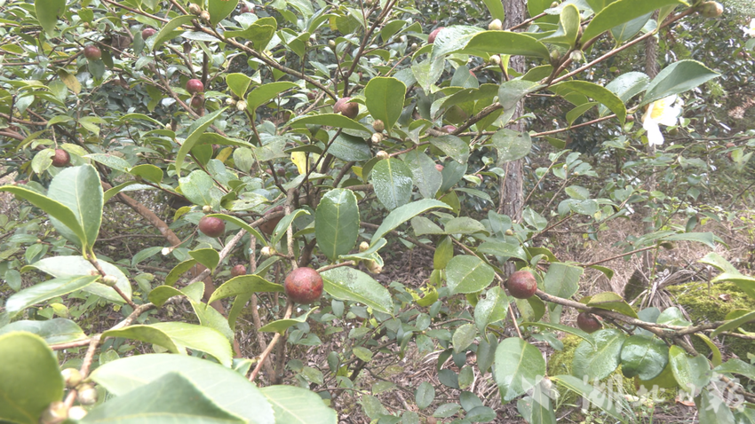 油茶树高产栽培技术