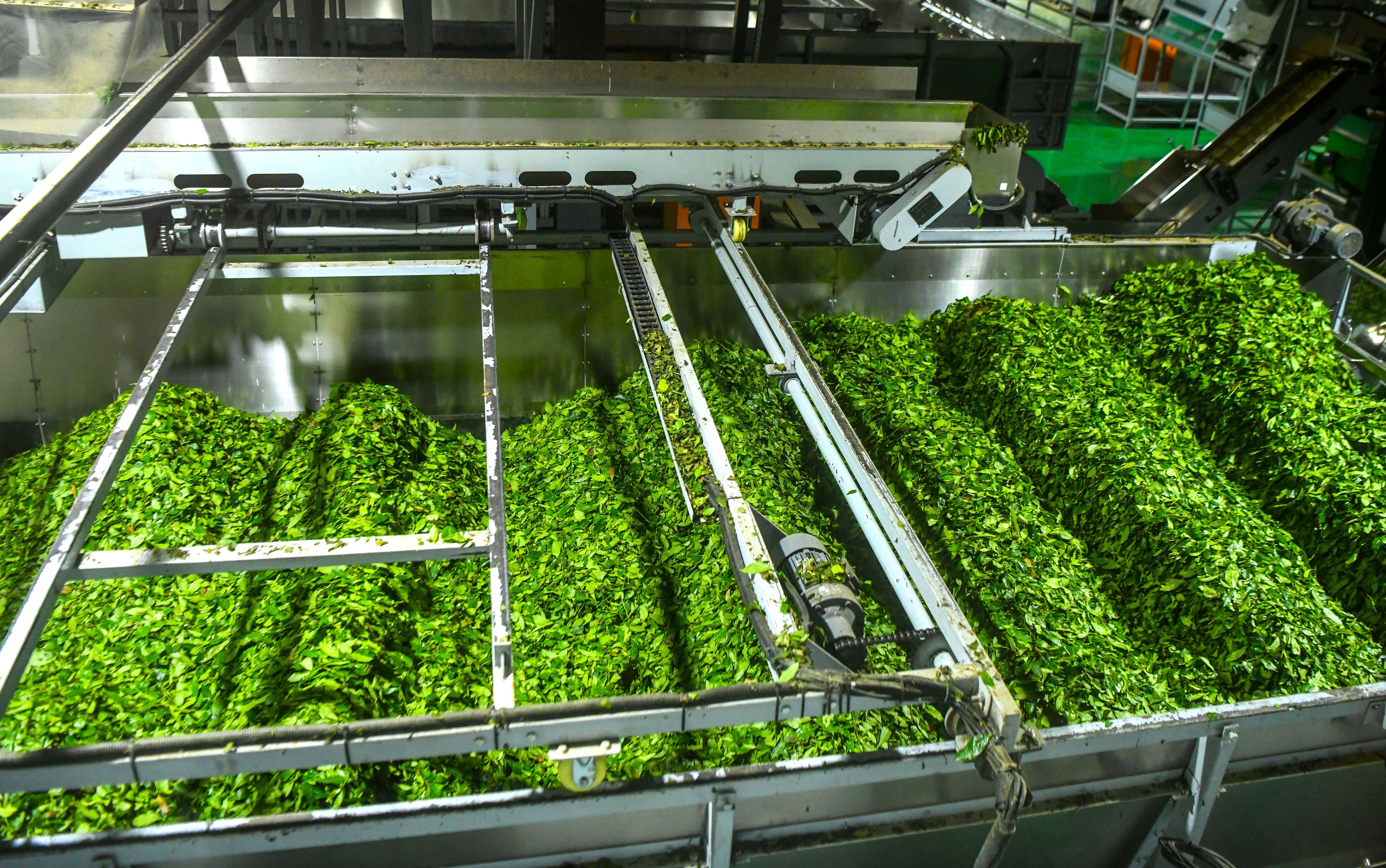 贡茶之乡开辟抹茶新赛道