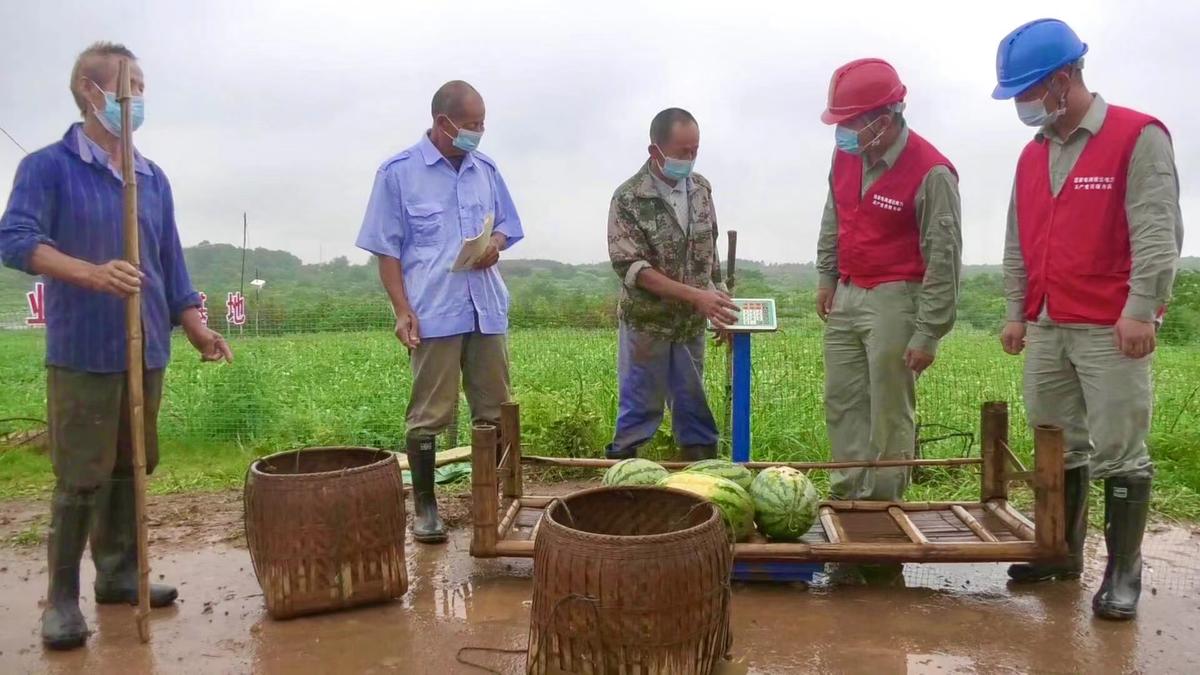 單位鄂州供電公司,落實消費幫扶夏日送清涼活動4萬斤左右的西瓜訂單