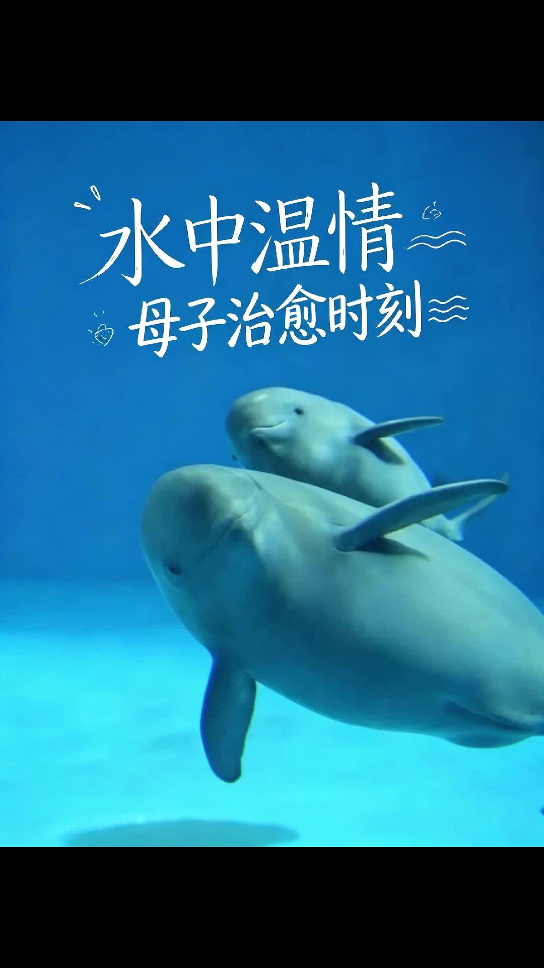 满月江豚宝宝“小26”出生背后的故事：4分钟就“咚”一声滑出来