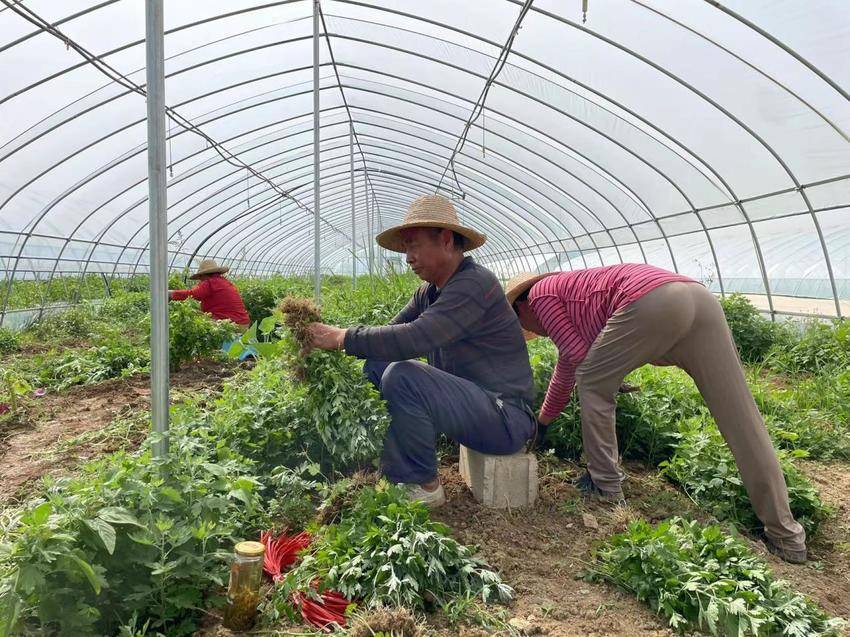 觅儿寺镇:野菊花奏响乡村振兴 "进行曲"