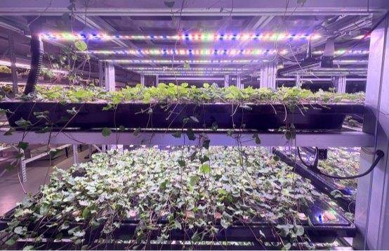 突发！AI在中药材种植与关键物质提取试点应用取得重大进展