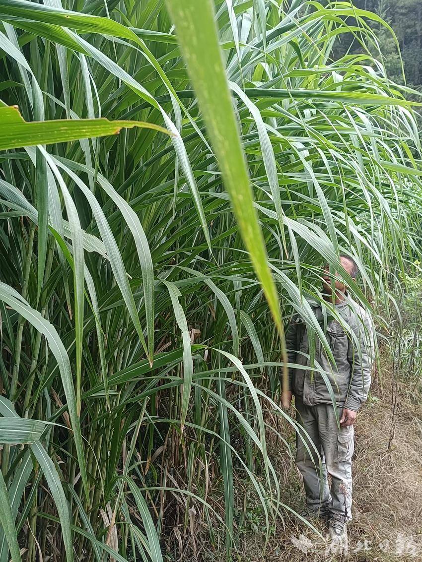 咸丰曲江:肉牛养殖户种植皇竹草1年收5茬