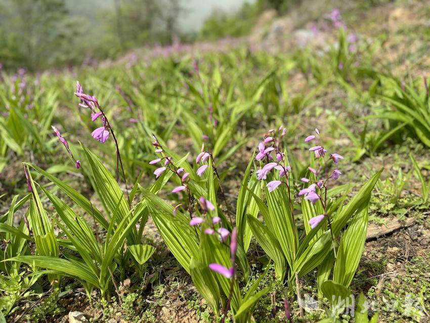 郧西关防乡白芨花开“钱”景来 - 湖北日报新闻客户端
