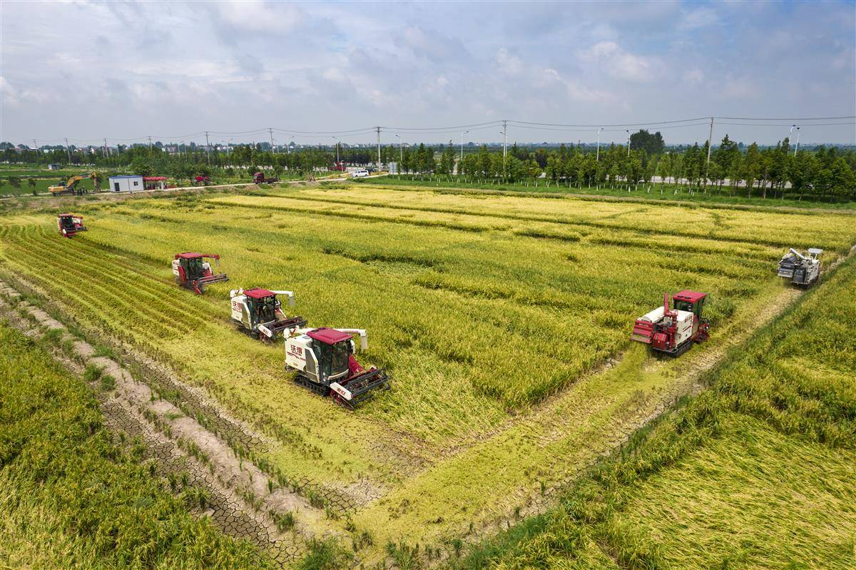 在湖北监利“江汉大米”核心产区，收割机正在作业。（通讯员 张志斌 摄）.JPG