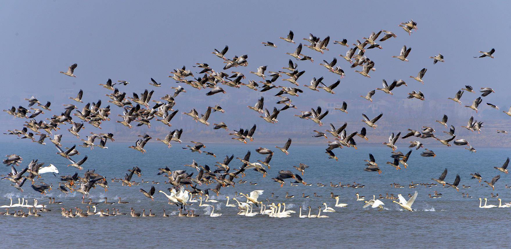 0850-欢腾的乐章    伏建亚-.jpg