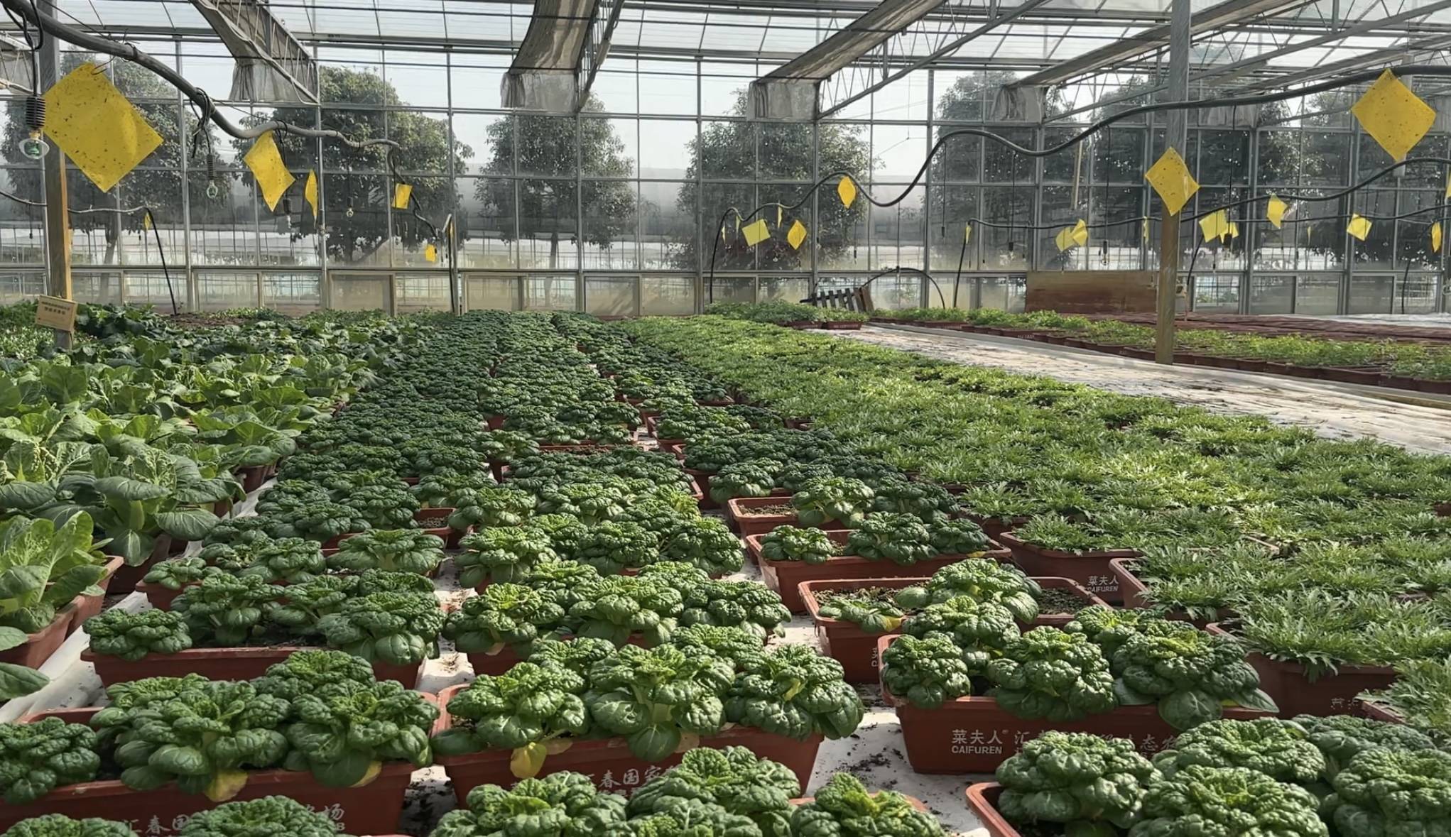 蔬菜大棚里悬挂不少黄色的粘虫板（记者 陈莉霖 摄）