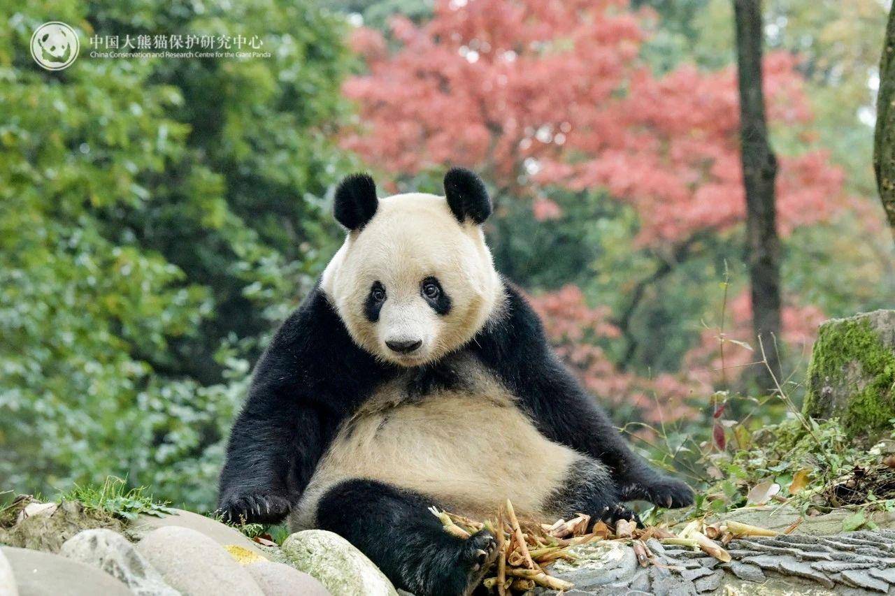 daxiongmao.jpg