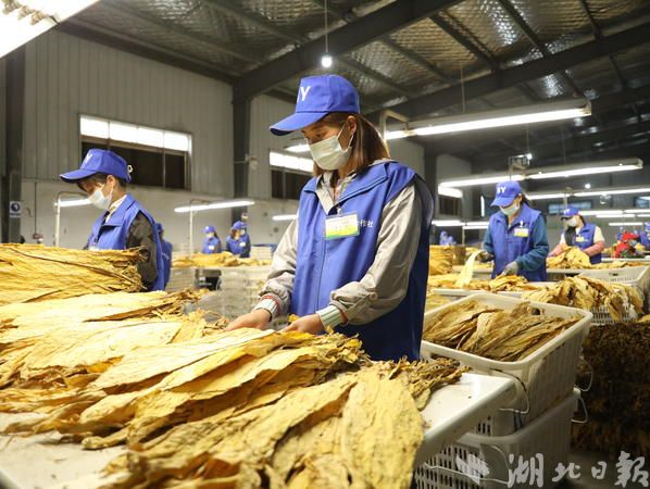 放心卖！利川烤烟全程智能化收购 - 湖北日报新闻客户端
