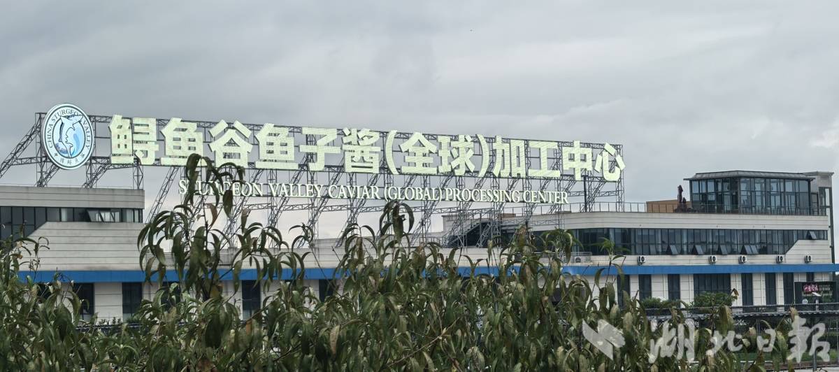 鲟鱼谷鱼子酱(全球)加工中心。