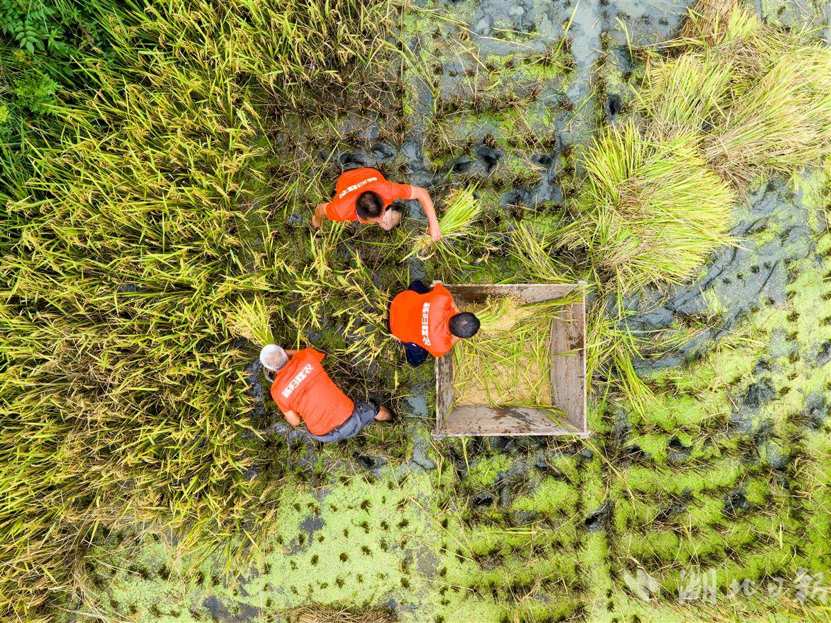 9月19日,秭归县两河口镇二甲村,村民参加割稻比赛 (2).JPG 9月19日,秭归县两河口镇二甲村,村民参加割稻比赛 (2).JPG