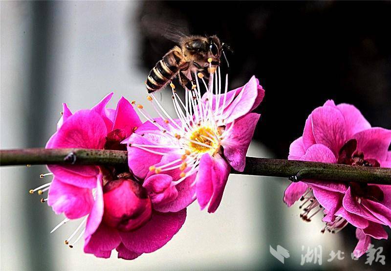 湖北省竹山县太和梅花谷景区梅花盛开满"谷"香