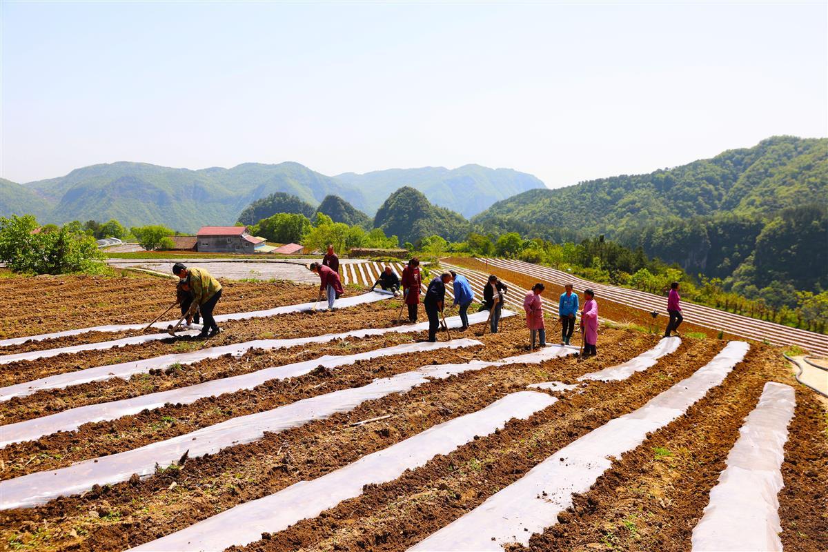 宜昌推广高山农田覆膜技术助力增收