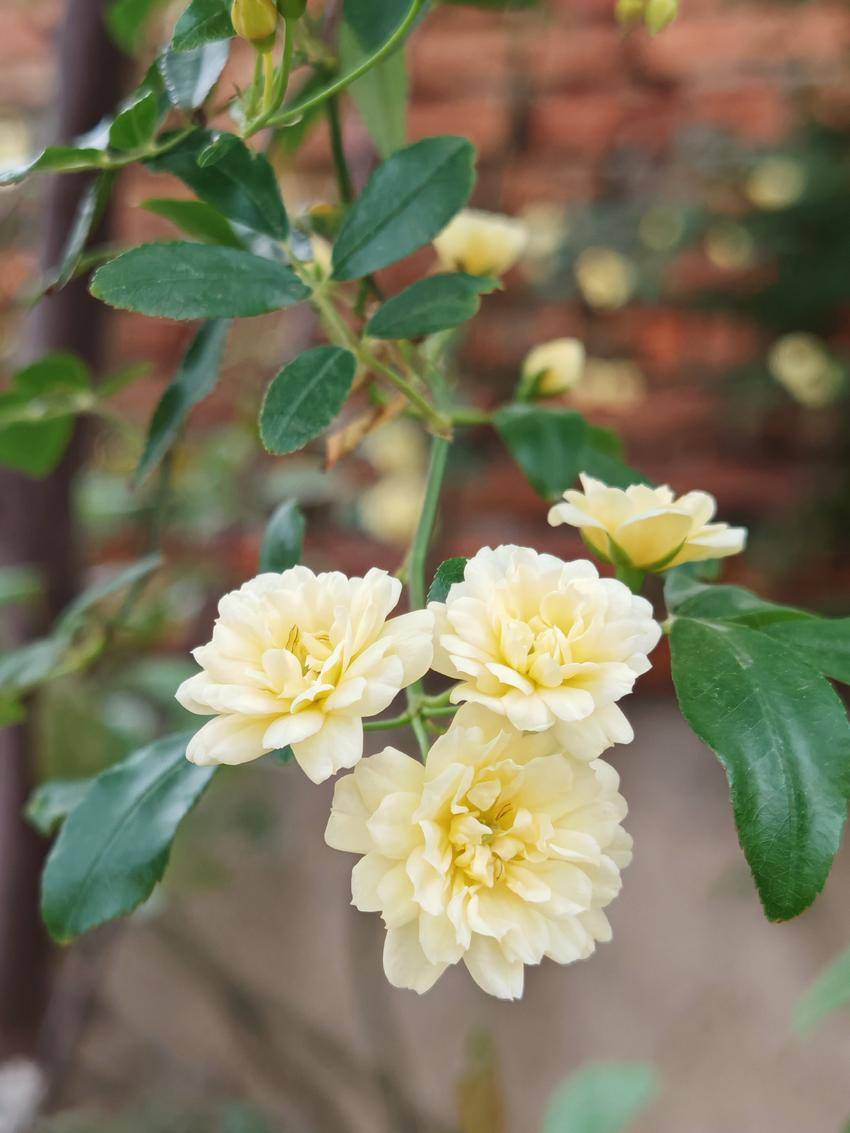 云梦：“和平之花”“藤本花魁”木香花开满园艳 - 湖北日报新闻客户端