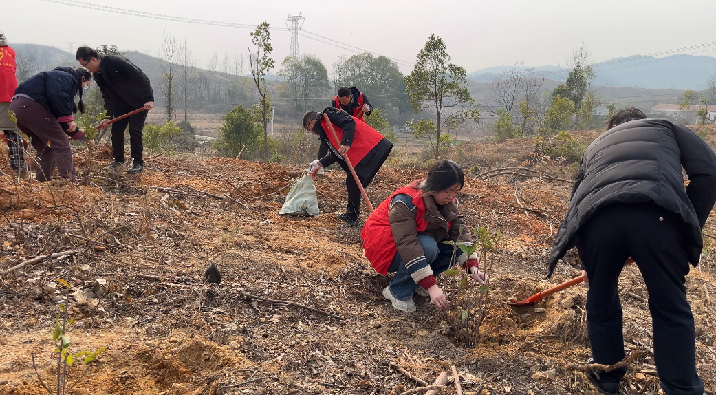 红安县觅儿寺镇开展春季植树活动