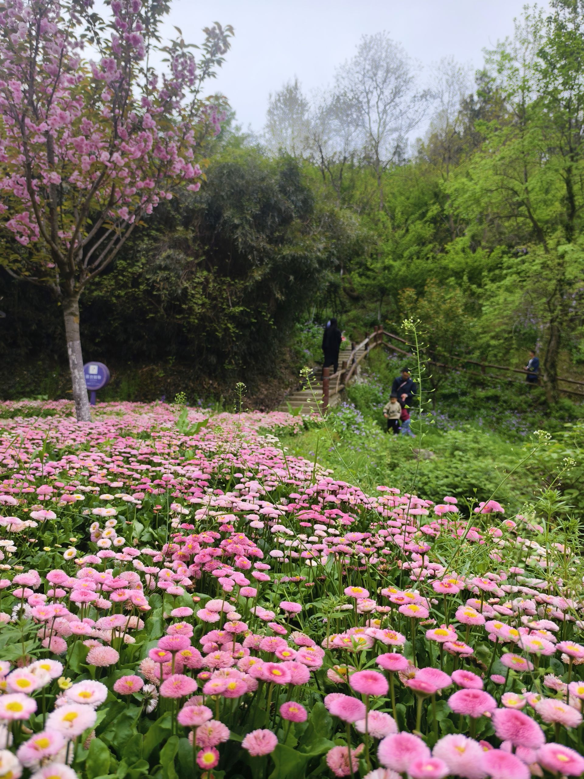 英山:四季花海花盛开 踏青赏花正当时 湖北日报新闻客户端