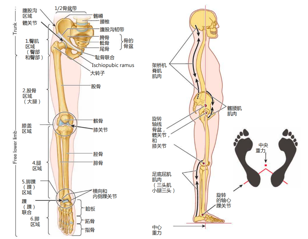 女性胯部最宽的位置,就是大腿根儿