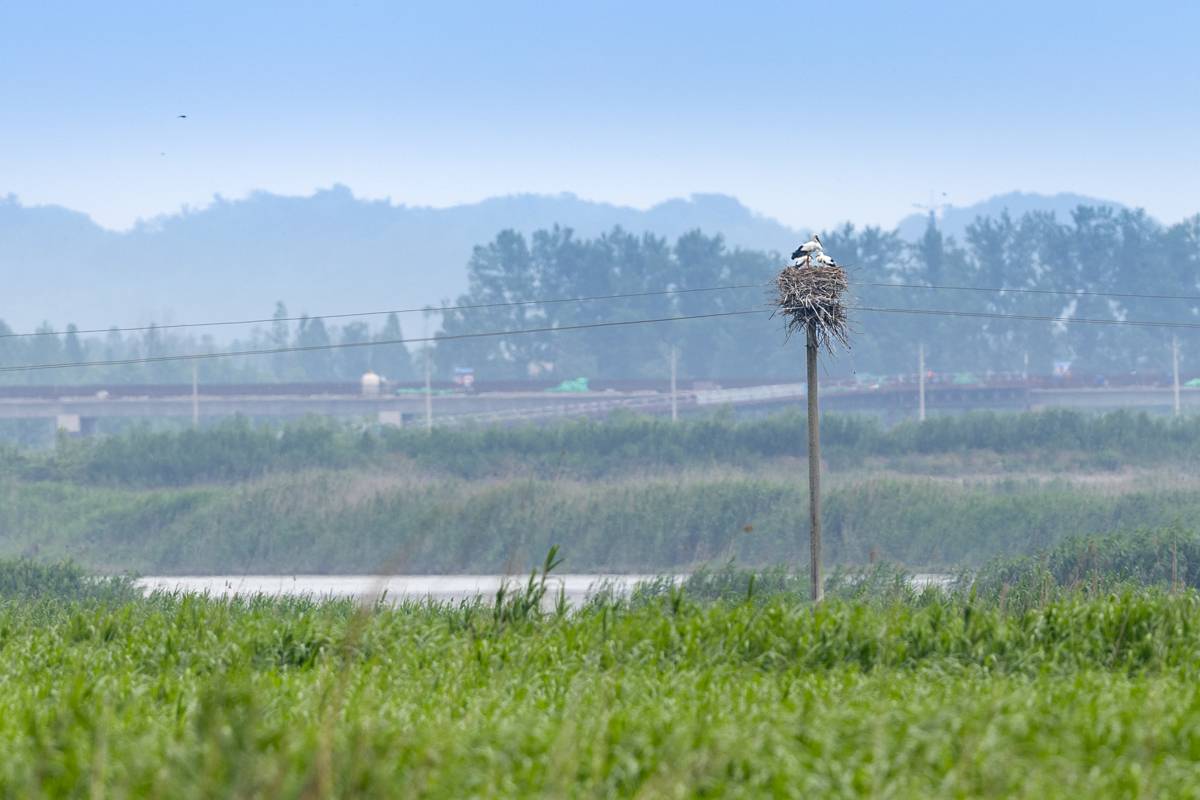 东方白鹳在沉湖湿地筑巢 魏斌 摄 (3).jpg