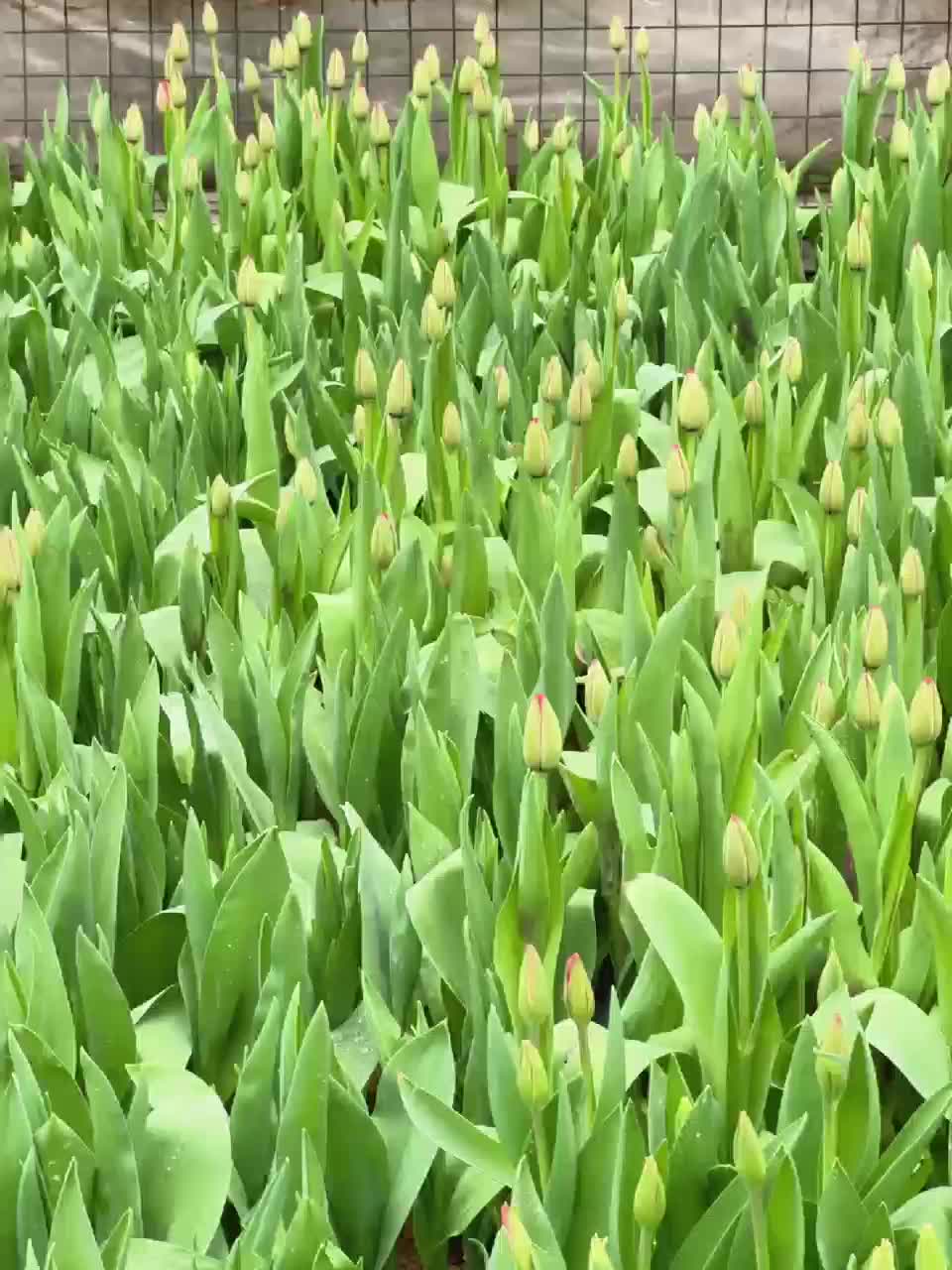 武汉植物园直接把“春天”搬进了园区：3万株郁金香连片绽放，100余株桃花蓄势待发