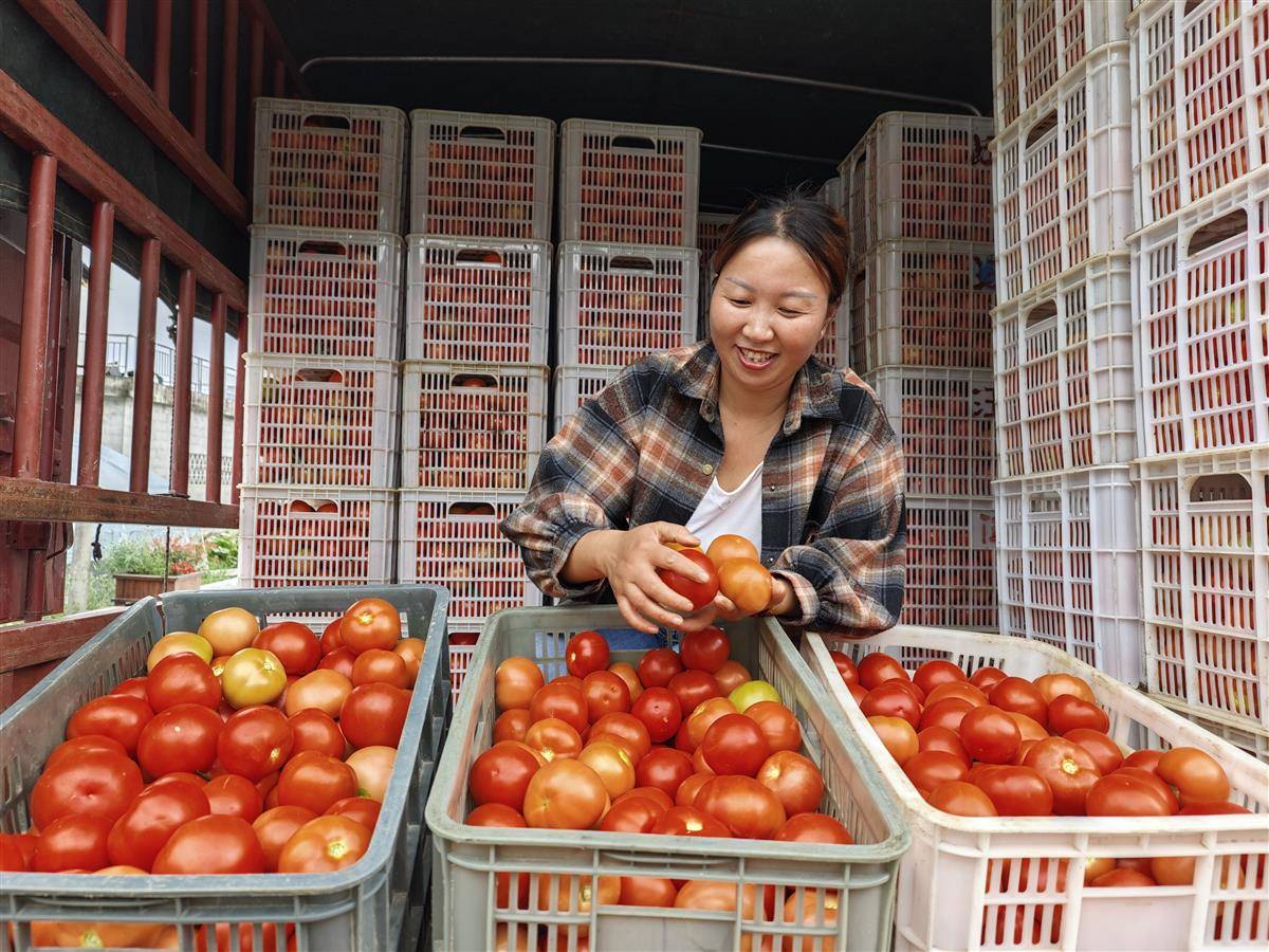 西红柿4.jpg 西红柿4.jpg