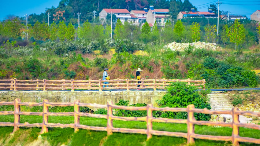 红安县觅儿寺镇李家畈村:村美人和产业兴