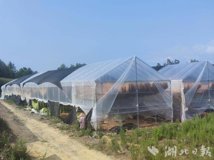 巴东清太坪：高标准晾房赋能白肋烟晾制，助力产业高质量发展 - 湖北日报新闻客户端