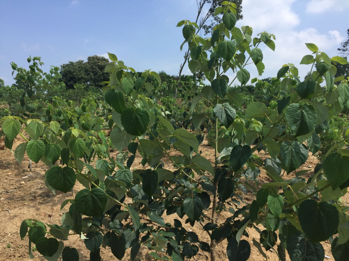 "6月7日,京山市宋河镇白竹村山桐子种植基地,贫困户李必宗看着地里