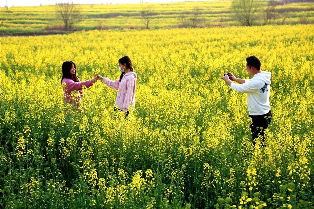 3月11日,走进孝昌县卫店镇武河村,映入眼帘的是大片金黄绝美的油菜花