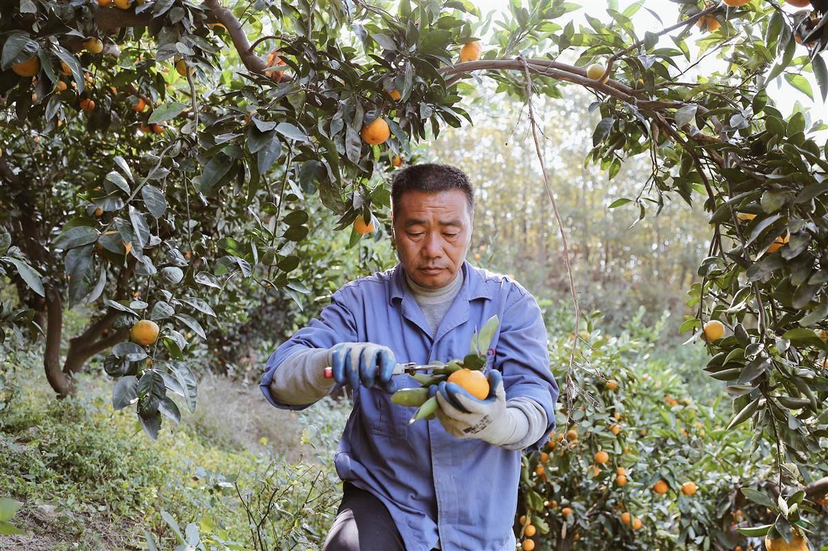 丹江口橘园托管 橘农既拿托管金又挣工钱