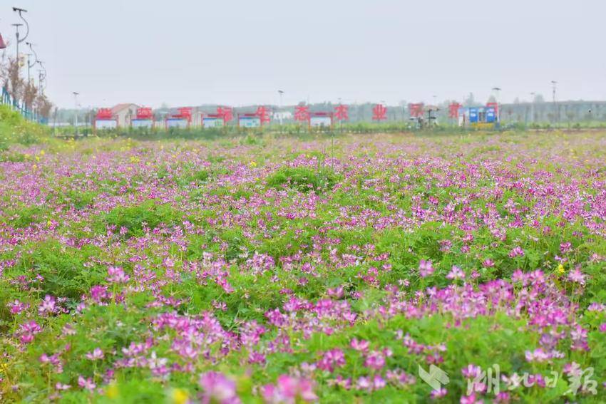 紫薇田园综合体种满了紫云英的生态稻田。（受访单位供图）