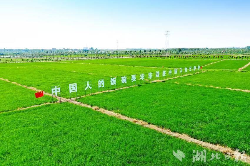 紫薇田园综合体高标准生态稻田。（受访单位供图）