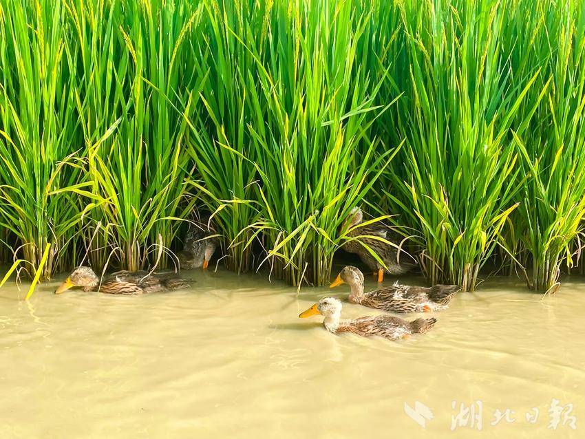 稻、鸭共生互利种养新模式。（受访单位供图）