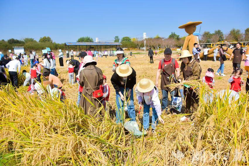 市民和学生在稻田体验。（通讯员柳双成 摄）