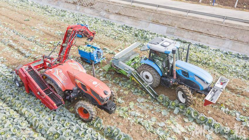 专家团队带来的甘蓝采收机，正在演示机械化采收甘蓝。湖北日报通讯员雷平 摄