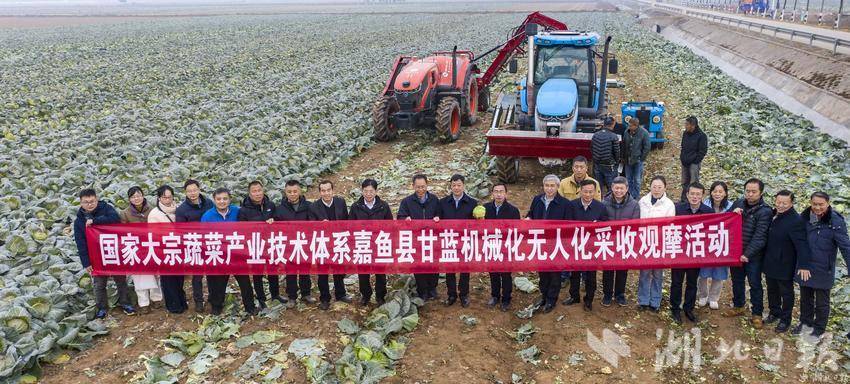 专家团队现场观摩。湖北日报通讯员 雷平 摄